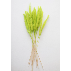 Chartreuse Dried Pampas Grass...